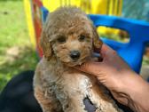 Maltipoo. Patinėliai. Kalytės. - nuotraukos Nr. 4