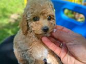 Maltipoo. Patinėliai. Kalytės. - nuotraukos Nr. 6