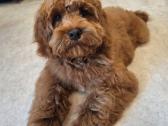 Cavapoo