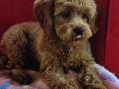 Cavapoo - nuotraukos Nr. 2