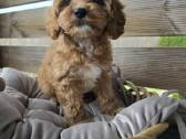 Cavapoo F1 - nuotraukos Nr. 4