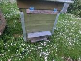 Parduodami keletas biciu aviliu po20e siauliai - nuotraukos Nr. 4