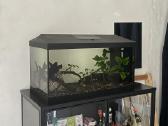 Akvariumas - nuotraukos Nr. 2