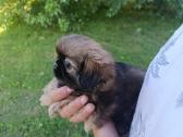 Pekinai - nuotraukos Nr. 6