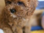 Cavapoo F1 - nuotraukos Nr. 2