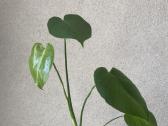Monstera deliciosa