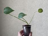 Monstera deliciosa - nuotraukos Nr. 2