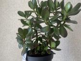 Crassula