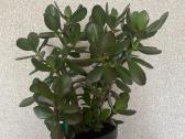 Crassula - nuotraukos Nr. 2