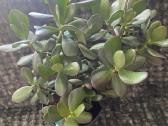 Crassula - nuotraukos Nr. 3