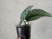 Scindapsus exotica