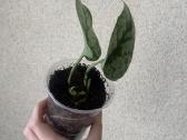 Scindapsus exotica - nuotraukos Nr. 2