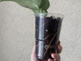 Scindapsus exotica - nuotraukos Nr. 3