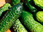 Lietuviški agurkai didmena Švieži 1,20 €/kg - nuotraukos Nr. 3