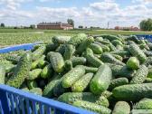 Lietuviški agurkai didmena Švieži 1,20 €/kg - nuotraukos Nr. 4
