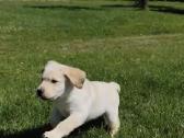 Labradoras retriveris