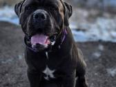 Cane Corso šuniukai su Ksu/fci dokumentais