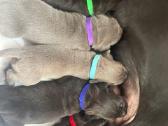 Cane Corso šuniukai su Ksu/fci dokumentais - nuotraukos Nr. 2