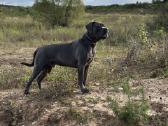 Cane Corso šuniukai su Ksu/fci dokumentais - nuotraukos Nr. 3