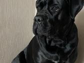 Cane Corso šuniukai su Ksu/fci dokumentais - nuotraukos Nr. 4