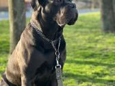 Cane Corso šuniukai su Ksu/fci dokumentais - nuotraukos Nr. 5