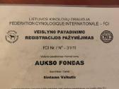 Labradoras retriveris - nuotraukos Nr. 5