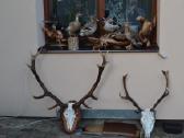 Elniu ragai,antys,sarka,seskas