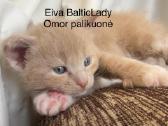 Kilminga Meino meškėnė Eiva Balticlady - nuotraukos Nr. 3