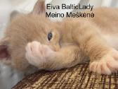 Kilminga Meino meškėnė Eiva Balticlady - nuotraukos Nr. 2