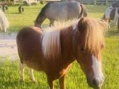 Poni - nuotraukos Nr. 7