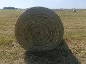 Šienas