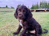 Vokiečių spanieliai (wachtellhund) šuniukai - nuotraukos Nr. 5