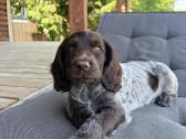 Vokiečių spanieliai (wachtellhund) šuniukai - nuotraukos Nr. 6