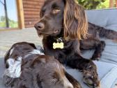 Vokiečių spanieliai (wachtellhund) šuniukai - nuotraukos Nr. 7