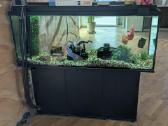 Akvariumas (~450 l) su spintele, filtru ir žuvimis - nuotraukos Nr. 2