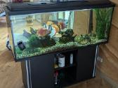 Akvariumas (~450 l) su spintele, filtru ir žuvimis
