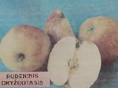Obelų veislės - nuotraukos Nr. 7