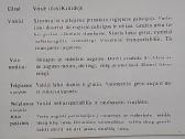 Obelų veislės - nuotraukos Nr. 10