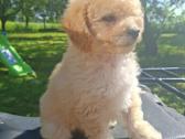 Maltipoo. Kalytės. - nuotraukos Nr. 3