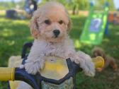 Maltipoo. Kalytės. - nuotraukos Nr. 4