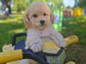 Maltipoo. Kalytės. - nuotraukos Nr. 5