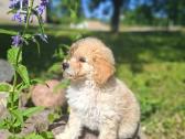 Maltipoo. Kalytės. - nuotraukos Nr. 6