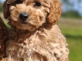 Maltipoo. Kalytės.
