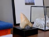 Megalodono ryklio danties fosilija - nuotraukos Nr. 2