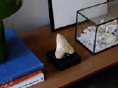 Megalodono ryklio danties fosilija - nuotraukos Nr. 4