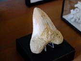 Megalodono ryklio danties fosilija - nuotraukos Nr. 3