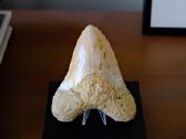 Megalodono ryklio danties fosilija