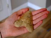 Megalodono ryklio danties fosilija - nuotraukos Nr. 5