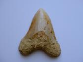 Megalodono ryklio danties fosilija - nuotraukos Nr. 6