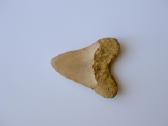 Megalodono ryklio danties fosilija - nuotraukos Nr. 7